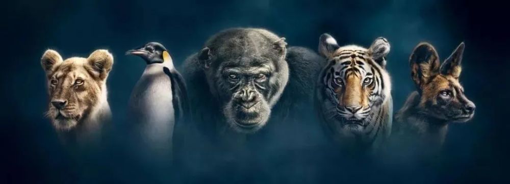 剧说|盘点5部最适合青少年观看的高分纪录片，和没营养的偶像剧说再见！