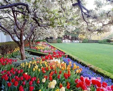 梅拉尼娅·特朗普|辛苦一月翻新了白宫玫瑰园，特朗普一家却被骂上热搜