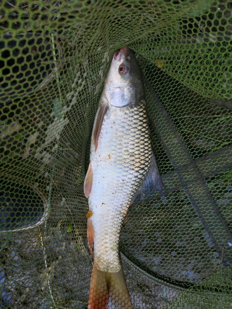 鲮鱼喜欢花生粉白粉蛋奶这个很多钓友都知道,但是有时候这些料无论