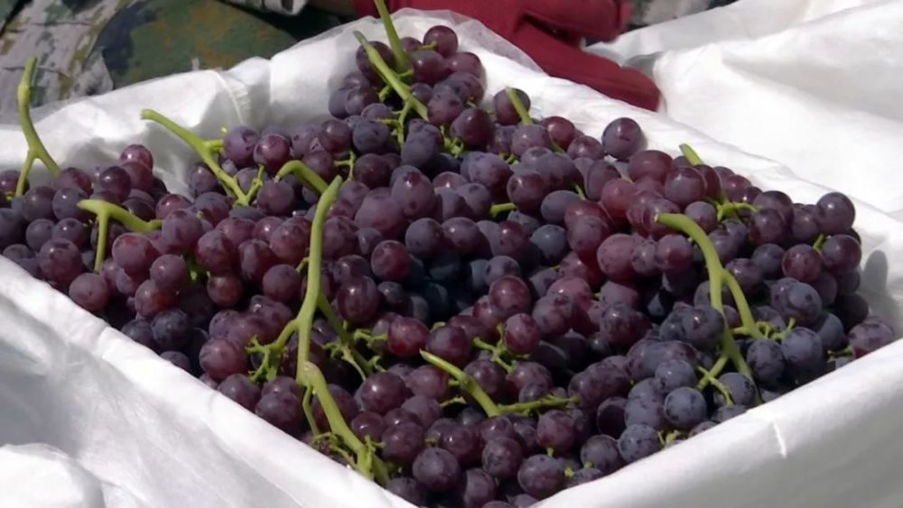 最美丰收季 以质取胜鲜食葡萄 撬动 时令水果市场 腾讯新闻