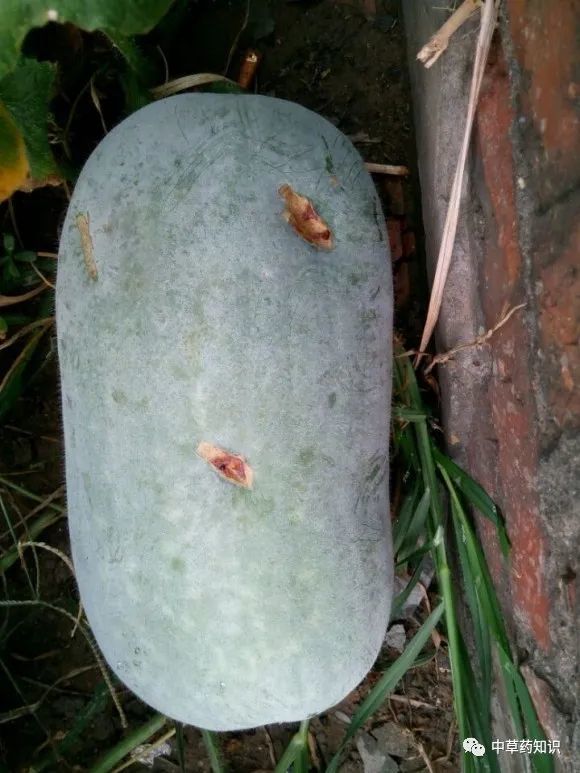 中药材冬瓜