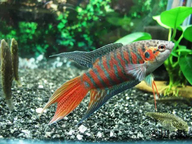 丰顺地区的这种"美人鱼",你见过吗?