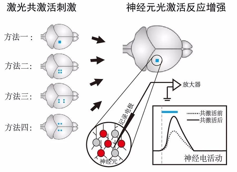 神经元|PNAS：神经元数量在激活诱导大脑神经元兴奋性增强的重要性