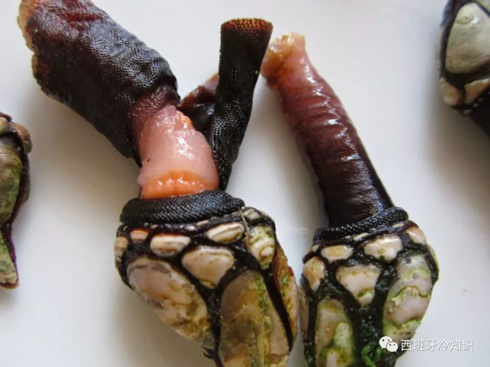 【加利西亚】食材丰富就任性的原味美食【环西班牙民俗美食】