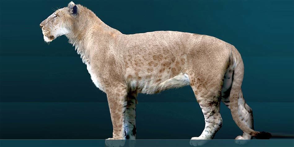 犬科|为什么只有大型的猫科动物，而没有大型犬科动物？