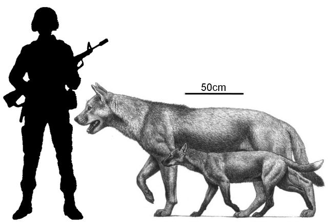 犬科|为什么只有大型的猫科动物，而没有大型犬科动物？