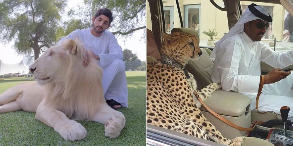 犬科|为什么只有大型的猫科动物，而没有大型犬科动物？