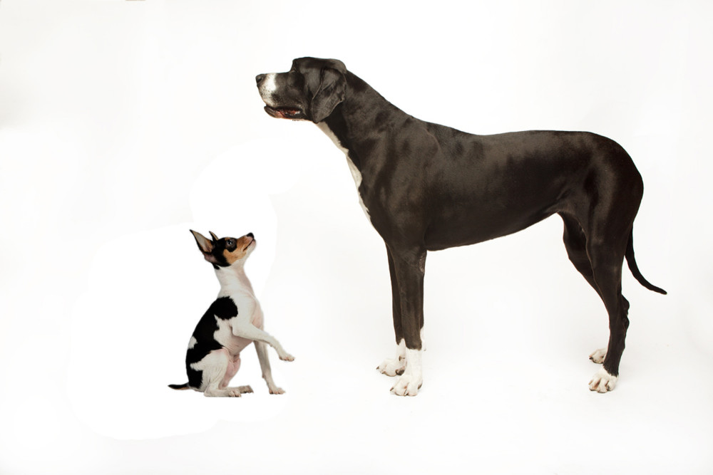 犬科|为什么只有大型的猫科动物，而没有大型犬科动物？
