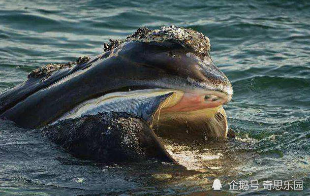 这种鲸鱼曾经被认为已经灭绝了200万年!但事实是,它们仍还活着