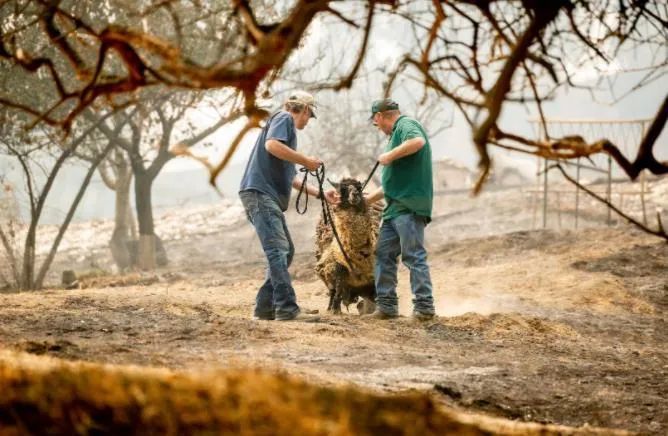 美国_社会|美国大火蔓延十四州，十二万人逃难，劫后景象太惨