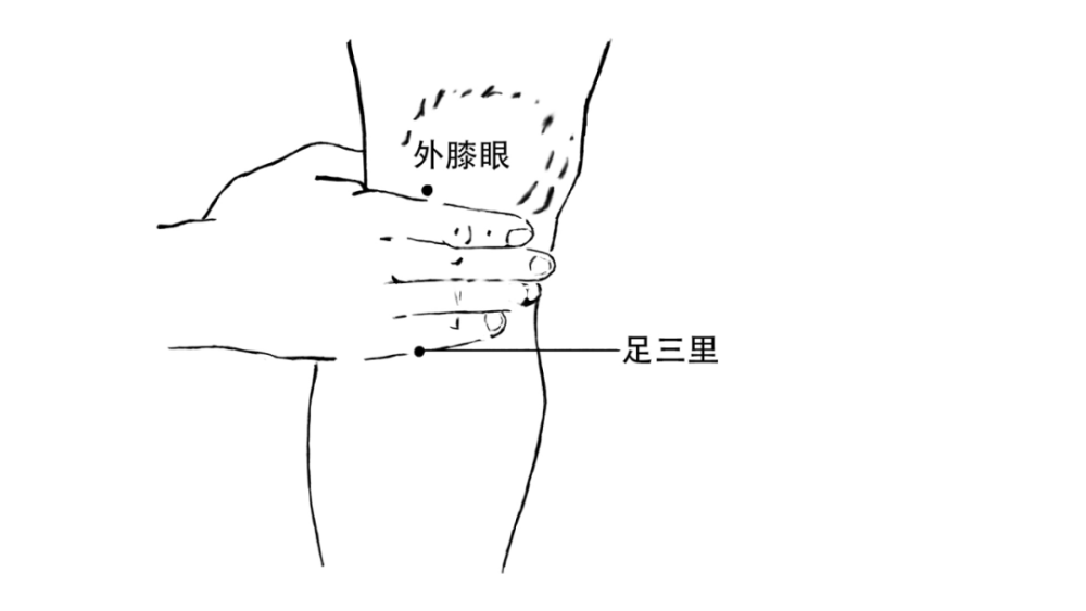 足三里的准确位置图片