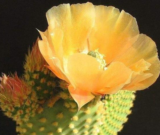 株型优雅的黄毛掌,茎节似兔耳一般可爱,还能有效净化室内掌