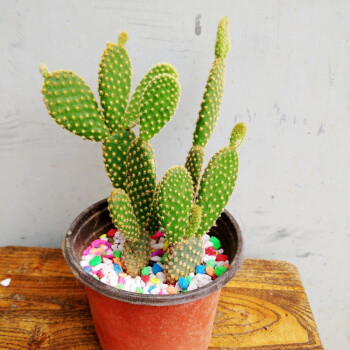 株型优雅的黄毛掌,茎节似兔耳一般可爱,还能有效净化室内空气