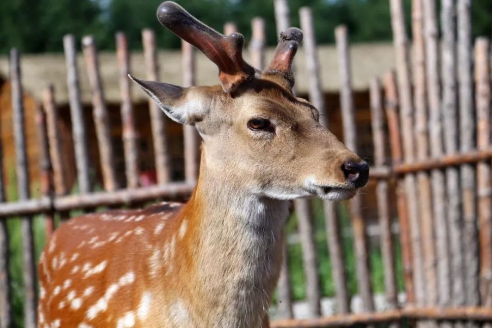 北京|北京以北，丰宁坝上，寻觅16°盛夏清爽时光！