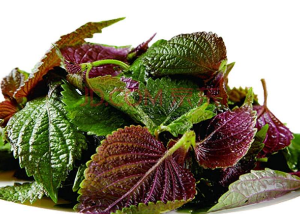 小小紫苏用途广 种子一撒 长出一大片 腾讯新闻