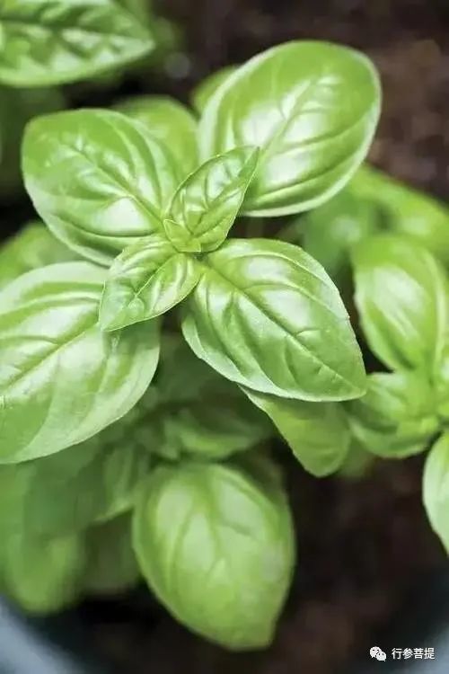 贾国勇|贾国勇/神秘的香花子