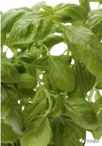 贾国勇|贾国勇/神秘的香花子