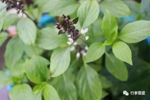 贾国勇|贾国勇/神秘的香花子