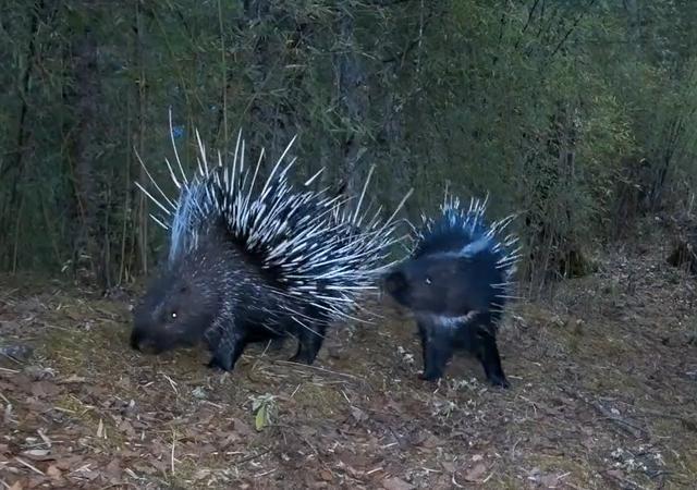 豪猪|四川王朗出现一对豪猪求偶，母猪被尿了一身，公猪被刺得嗷嗷叫