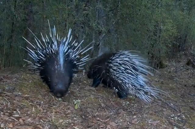 豪猪|四川王朗出现一对豪猪求偶，母猪被尿了一身，公猪被刺得嗷嗷叫