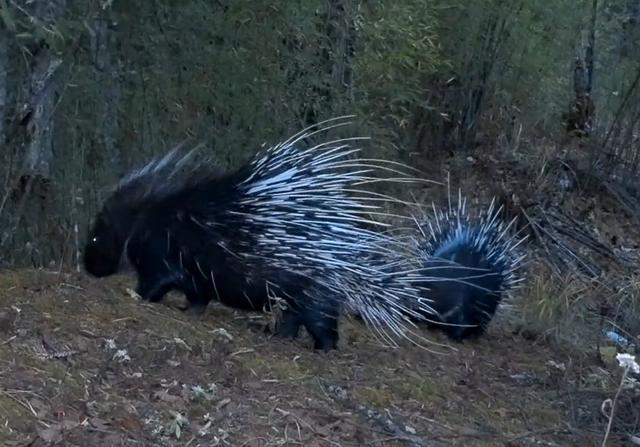 豪猪|四川王朗出现一对豪猪求偶，母猪被尿了一身，公猪被刺得嗷嗷叫