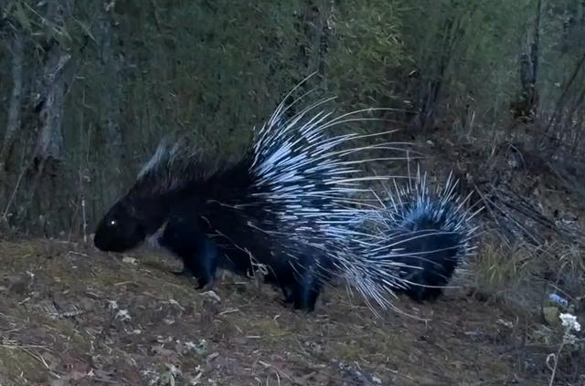 豪猪|四川王朗出现一对豪猪求偶，母猪被尿了一身，公猪被刺得嗷嗷叫