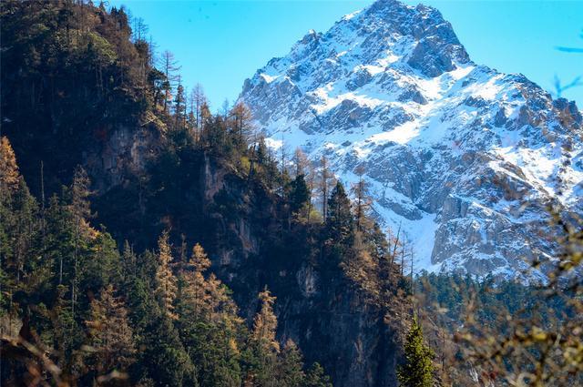 豪猪|四川王朗出现一对豪猪求偶，母猪被尿了一身，公猪被刺得嗷嗷叫
