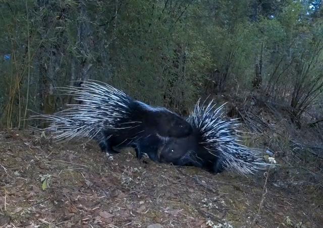 豪猪|四川王朗出现一对豪猪求偶，母猪被尿了一身，公猪被刺得嗷嗷叫
