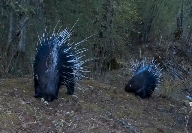豪猪|四川王朗出现一对豪猪求偶，母猪被尿了一身，公猪被刺得嗷嗷叫
