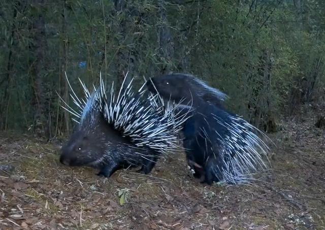 豪猪|四川王朗出现一对豪猪求偶，母猪被尿了一身，公猪被刺得嗷嗷叫