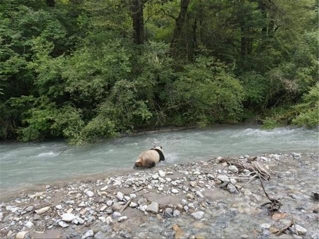 豪猪|四川王朗出现一对豪猪求偶，母猪被尿了一身，公猪被刺得嗷嗷叫