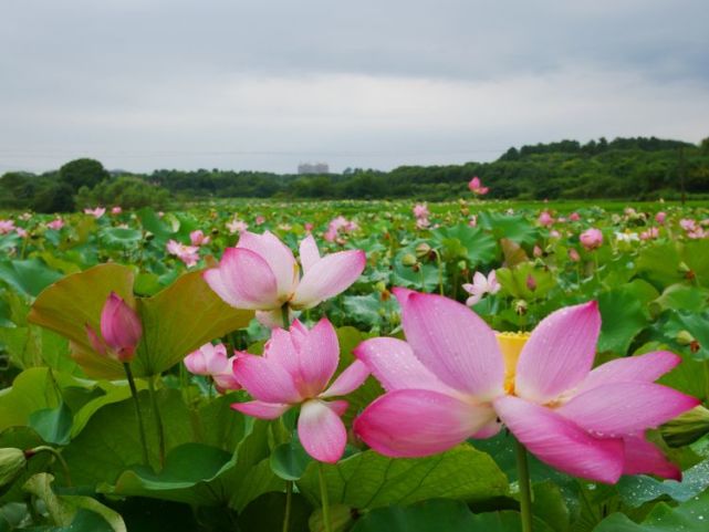 8月下旬 红鸾星动 花开万朵 4生肖得遇真爱 余生共白头 生肖 生肖兔 红鸾星动 生肖猪