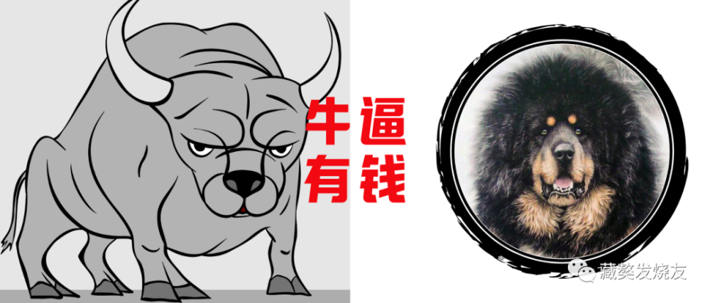 藏獒|北京的雨敲打着窗户，透过屏幕我看到了在草原上奔腾的藏獒