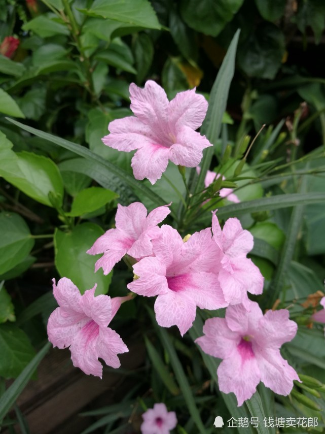 经过夏天的煎熬 院子里剩下的都是 花王 这7种花非同凡响 腾讯网