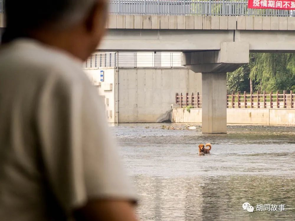 金毛|趁着秋天，抓紧时间郊游去吧