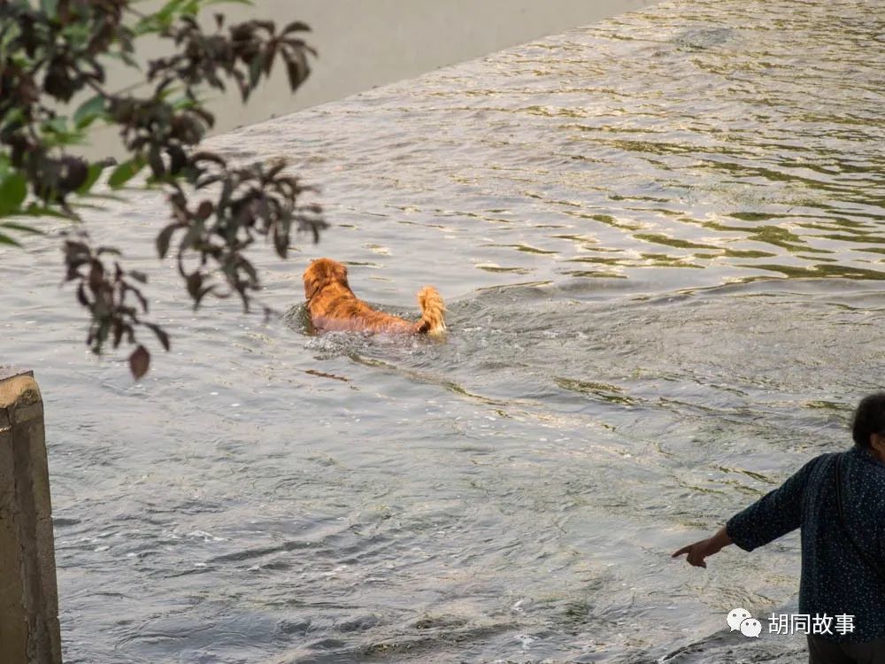 金毛|趁着秋天，抓紧时间郊游去吧