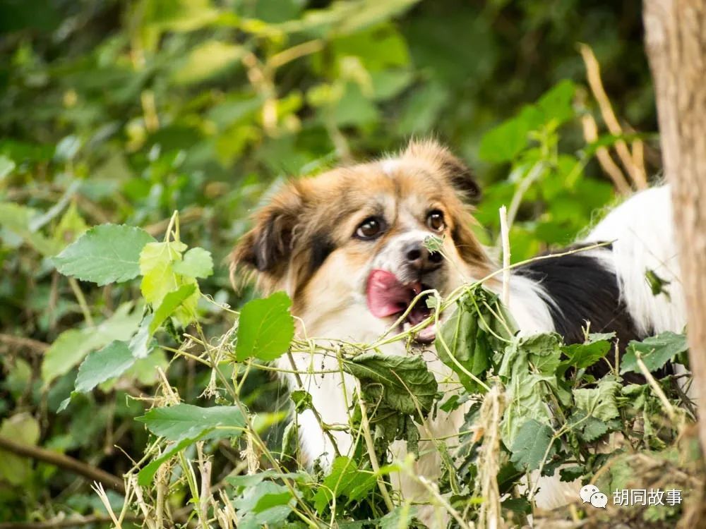 金毛|趁着秋天，抓紧时间郊游去吧