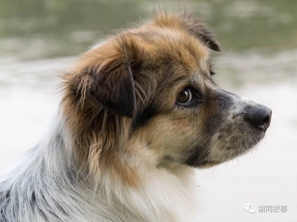 金毛|趁着秋天，抓紧时间郊游去吧