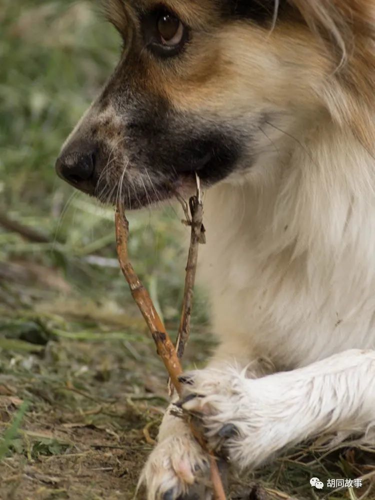 金毛|趁着秋天，抓紧时间郊游去吧