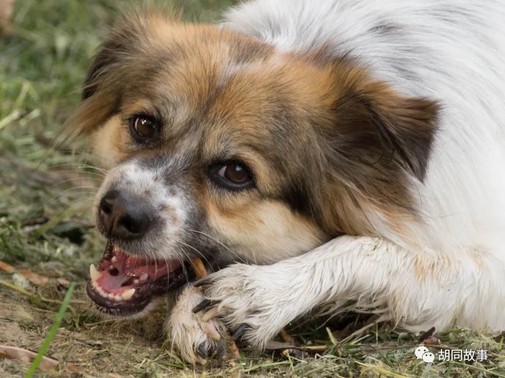 金毛|趁着秋天，抓紧时间郊游去吧