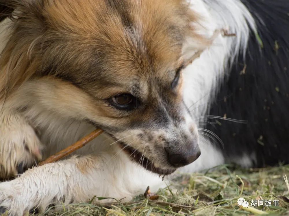 金毛|趁着秋天，抓紧时间郊游去吧