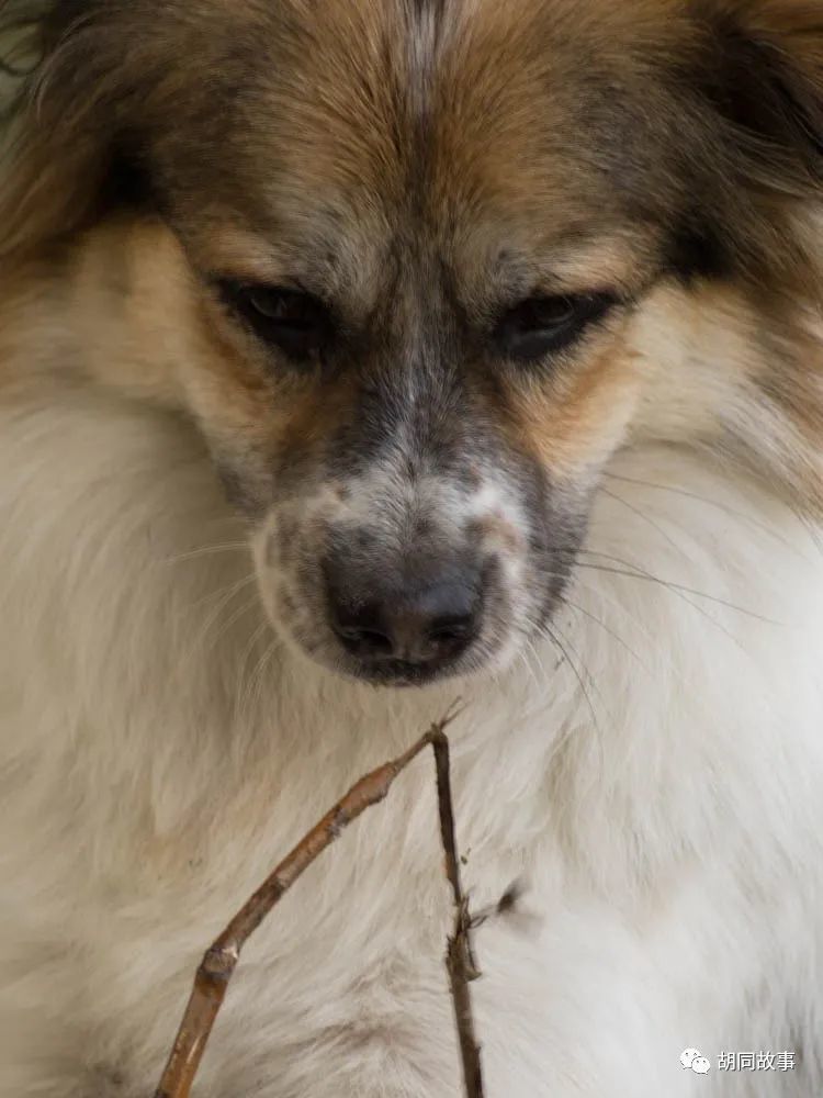 金毛|趁着秋天，抓紧时间郊游去吧