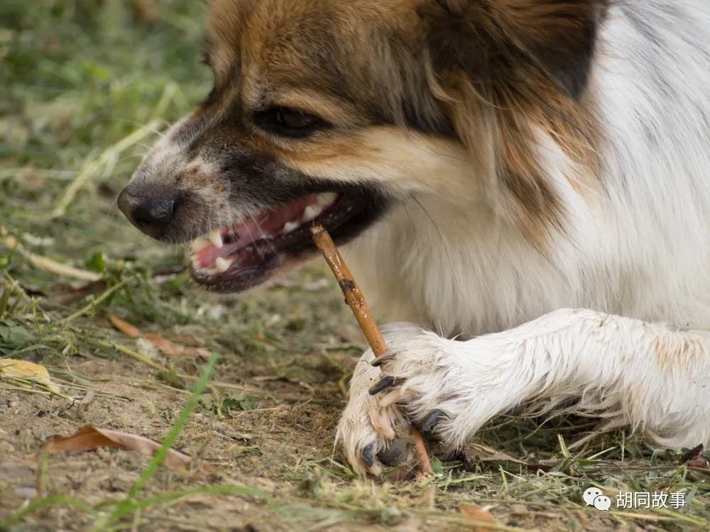 金毛|趁着秋天，抓紧时间郊游去吧