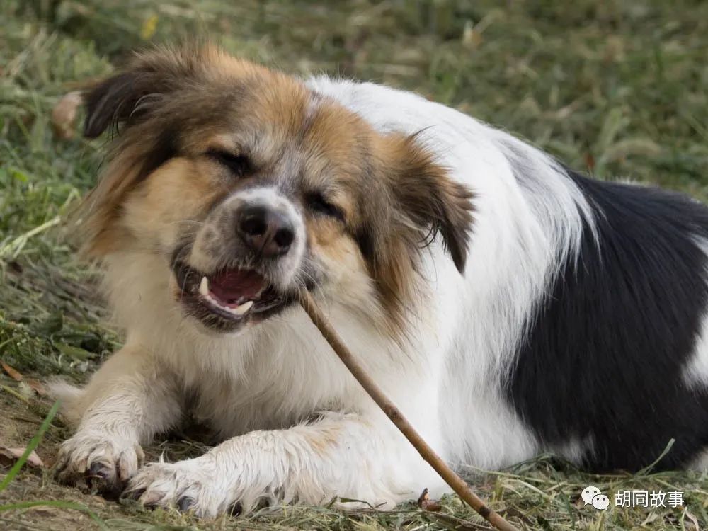 金毛|趁着秋天，抓紧时间郊游去吧