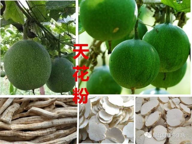 中医中药 天花粉的功效及应用 中药 麦门冬 天花粉 中医