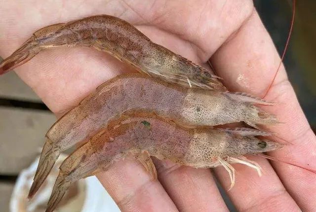 传染性极强的"虾虹彩病毒"来袭,发病率6成,死亡率达80%以上_腾讯新闻