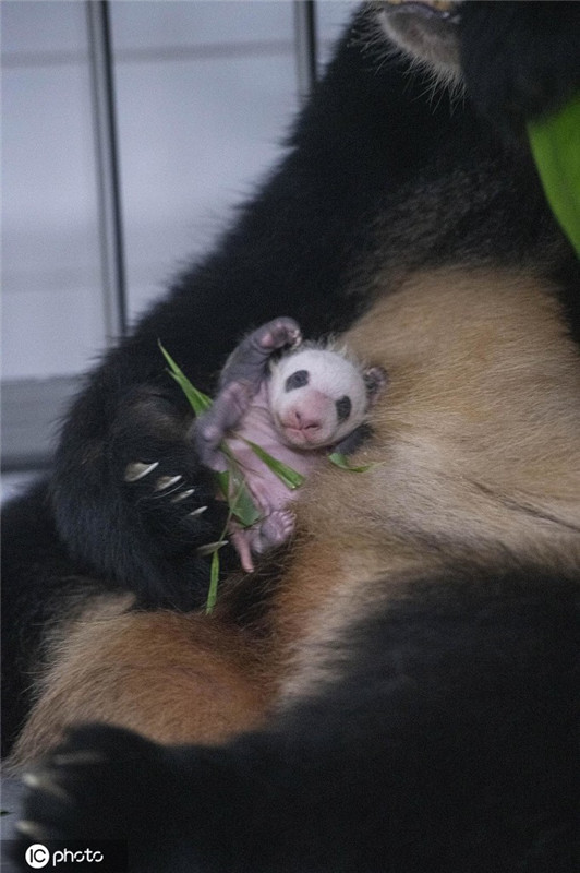 人民网讯 当地时间8月23日,韩国爱宝乐园公开上个月出生的大熊猫宝宝