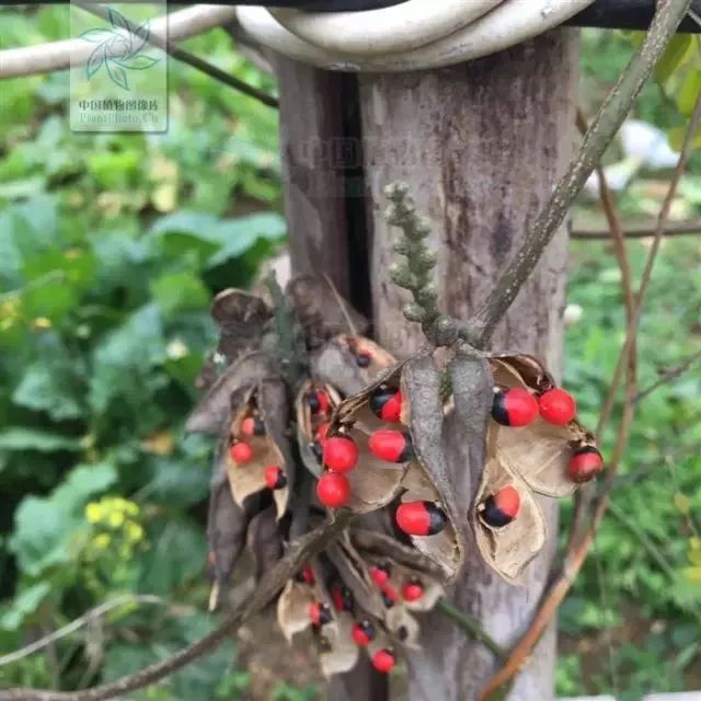 叫红豆的有十几种,哪个才是真正的"相思豆"?