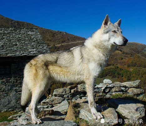 喀尔巴阡牧羊犬图片