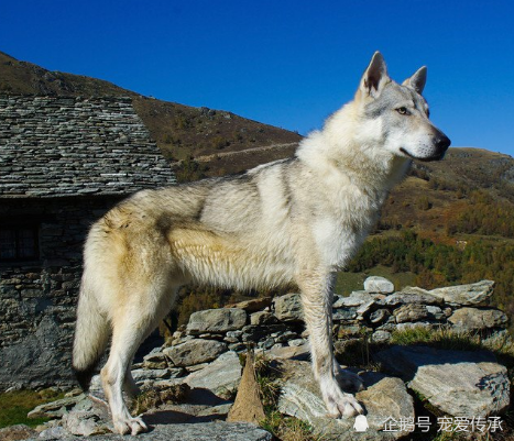 最出的培育目标为军犬,其血统来自于喀尔巴阡狼与德国牧羊犬,狼是凶险